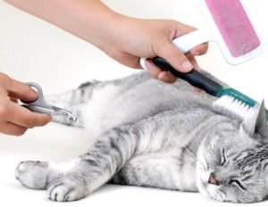 using deshedding tools